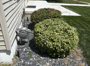 Bush Trimming by Tim Murphy for Brian S. in Royal Oak, MI