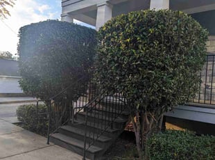 Bush Trimming by Jake Harr for Vanessa K. in Greenville, SC