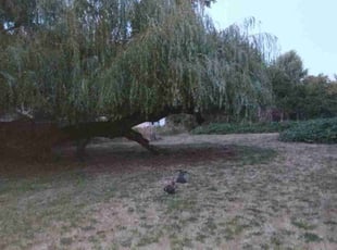 Bush Trimming by Igor Kernogitski for Susan M. in Vancouver, WA