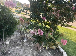 Weeding by Anne Shepard for Starre S. in Fort Worth, TX