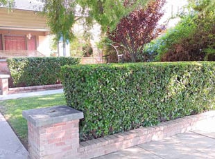 Bush Trimming by Jvon Robinson for Kathleen S. in Riverside, CA