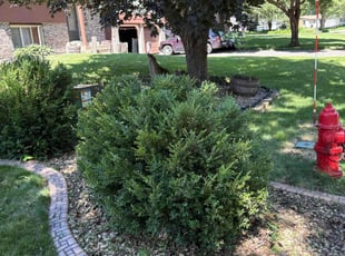 Bush Trimming by Hagar Kandil for Steve H. in Lakeville, MN