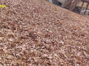 Leaf Removal by Allan Roberts for Nicole H. in Woodbridge, Va