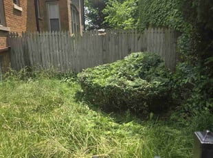 Bush Trimming by Tracey Martin for Ari A. in Chicago, IL