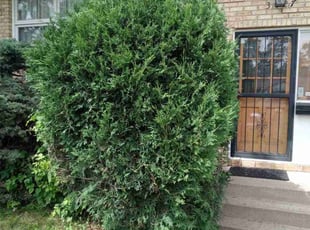 Bush Trimming by Gregg Hickerson for Yorda T. in Minneapolis, MN