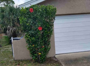 Bush Trimming by Autumn Gray for Renee D. in Titusville, FL