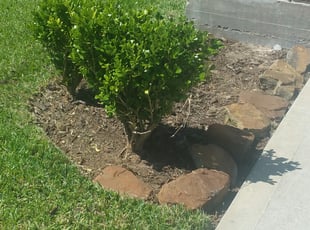 Weeding by David Gourley for Shanna B. in Cypress, TX