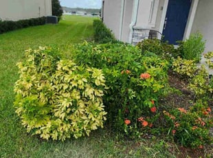Bush Trimming by Rolando Mojica for Berline R. in Kissimmee, FL