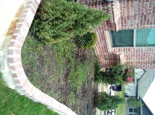 Bush Trimming by Tyler Humphrey for Jamil R. in Azle, TX