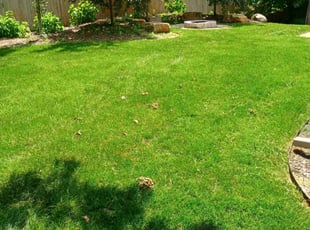 Dave M.'s Lawn Mowing service result