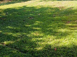 Mildred C.'s Yard Cutting service result