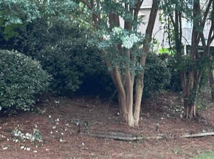 Bush Trimming by Scot Newman for Clifton N. in Alabaster, AL