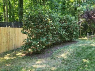Bush Trimming by Pamela Thomas for Mary L. in Midlothian, VA
