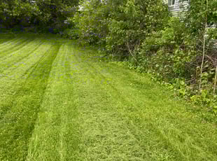 Bush Trimming by Rick Cossart for lorrel m. in Albany, NY