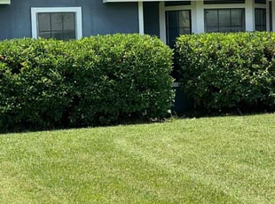 Bush Trimming by Jason Daughtery for Delores S. in Orange Park, FL