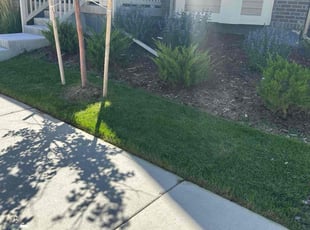 Chris M.'s Lawn Care service result