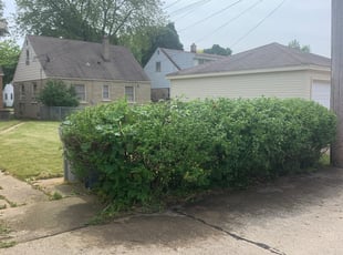 Bush Trimming by Michael Williams for Kevin O. in Milwaukee, WI
