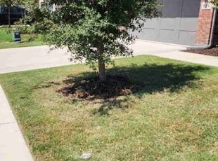 Weeding by Jonathan Alvarado for Alexandra T. in Forney, TX
