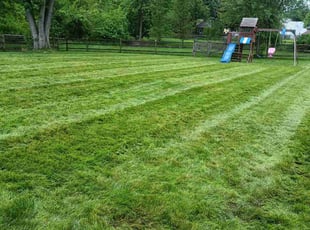 Steve I.'s Lawn Mowing service result