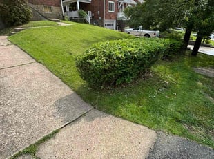Bush Trimming by David Rasulov for Larry M. in Pittsburgh, PA