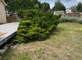 Bush Trimming by Zack ZITO for Adrian F. in Colorado Springs, CO