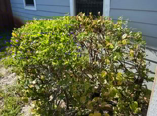 Bush Trimming by Deron Bethel for Camille R. in Lake Worth Beach, FL