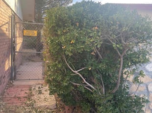 Bush Trimming by Arturo Lopez for Alicia R. in El Paso, TX
