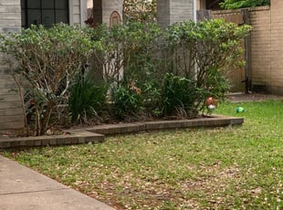 Bush Trimming by Ethan Mullani for Phillip B. in Sugar Land, TX