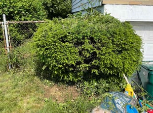 Bush Trimming by Tyree Jackson for Lakeia W. in Cincinnati, OH