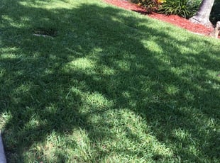 Joseph M.'s Lawn Mowing service result