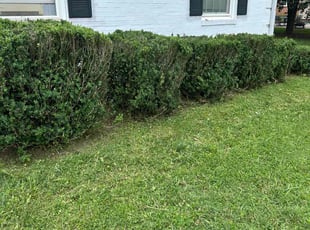 Bush Trimming by Manuel Soriano for Alan H. in Greensboro, NC