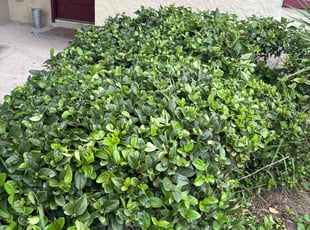 Bush Trimming by Genet Rena for Colleen S. in Orlando, FL