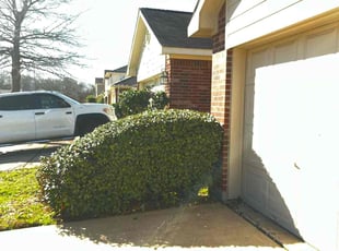 Bush Trimming by Jose Gil for Elizabeth N. in Houston, TX