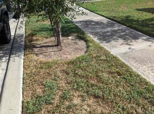Weeding by Yanet Maciel for Alex K. in Houston, TX