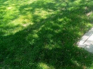 Cleanups by Kunle Okubena for Ana M. in Laurel, MD