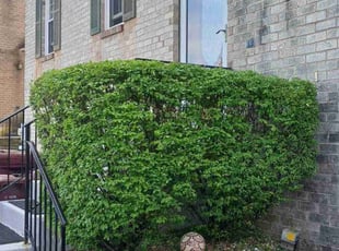 Bush Trimming by Jandre Kellum for Richard T. in Whitehall, PA