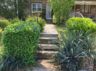 Bush Trimming by Harry Robinson for Corheada R. in Baltimore, MD