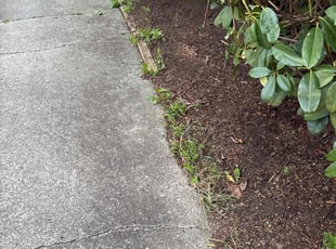 Leaf Removal by Emily Riedel for Aaron S. in Brier, WA