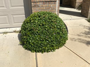 Bush Trimming by Kemron Grier for Gerald H. in Little Elm, TX