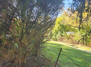 Bush Trimming by Kevin Philips for Richard H. in Cincinnati, OH