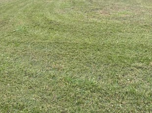 Mark G.'s Yard Cutting service result
