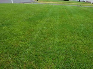 Pamela B.'s Lawn Mowing service result