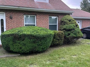 Bush Trimming by Thomas Souza for Jeanine E. in Frederick, MD