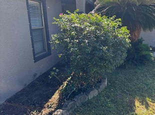 Bush Trimming by Joshua Scully for Kathi W. in Palm Bay, FL