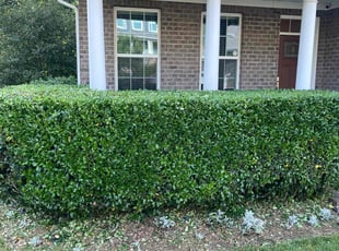 Bush Trimming by Lailani Jacob's for Stuart R. in Wake Forest, NC