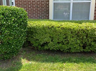Bush Trimming by Willie Mullins for Anthony C. in Hampton, VA