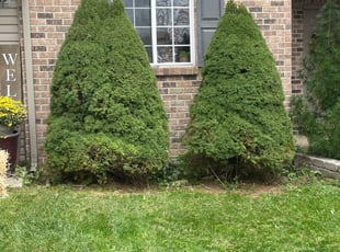 Bush Trimming by Steven Buss for Maidah B. in Easton, PA