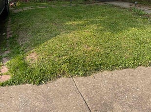 Leaf Removal by Teresa Thompson for Jeff M. in Baltimore, MD