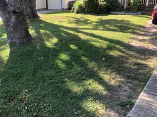 Kasi P.'s Lawn Mowing service result