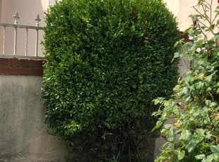 Bush Trimming by Ross Johnson for Lisa A. in los angeles, CA